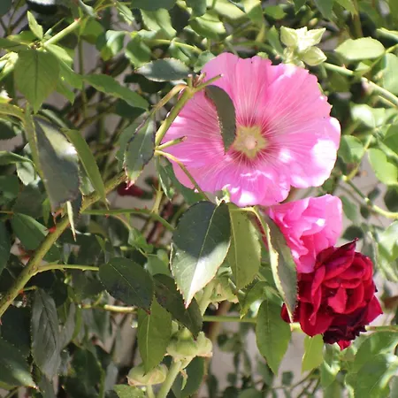 Belle Location Et Grande Terrasse Prives *